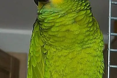 Amazonka niebieskoczelna, Pomorskie, Skarszewy