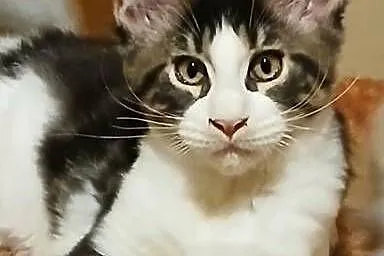 Kocurek Maine Coon