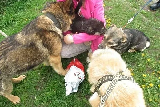 3 miesięczna kudłata sunia sama w przytulisku,  ma