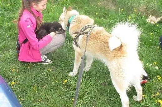 3 miesięczna kudłata sunia sama w przytulisku,  ma