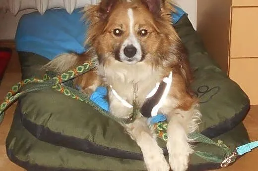 Piękny młody w typie border collie red do adopcji. ,  mazowieckie Warszawa