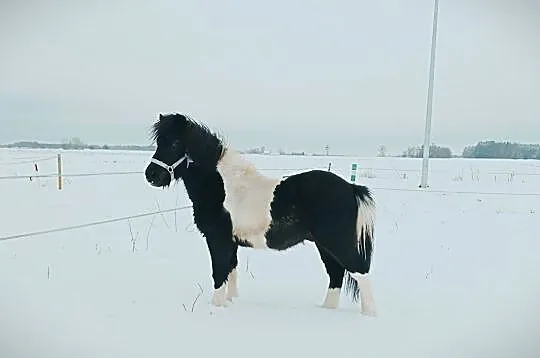 Sprzedam kuca srokatego, Raciąż