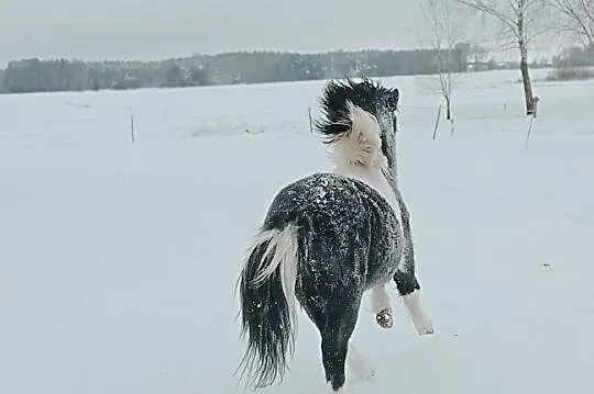 Sprzedam kuca srokatego, Raciąż