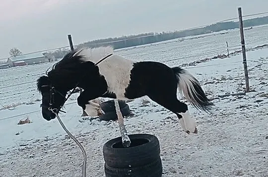 Sprzedam kuca srokatego, Raciąż