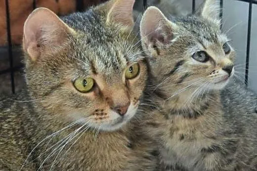 Wyrzucona koteczka z dwoma maluchami, mogą być oso
