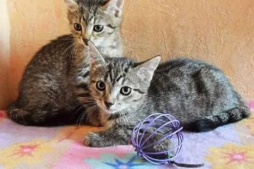 Wyrzucona koteczka z dwoma maluchami, mogą być oso