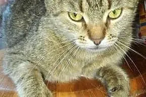 Wyrzucona koteczka z dwoma maluchami, mogą być oso