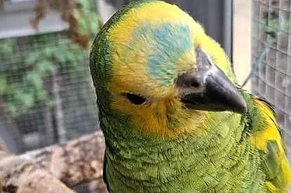 Amazonka niebieskoczelna