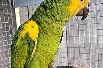 Amazonka niebieskoczelna, Małopolskie, Chyżne