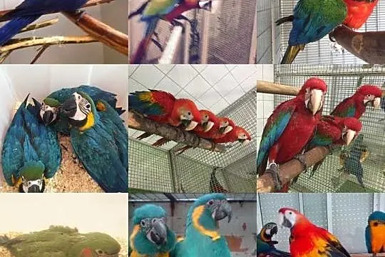 Papugi dla dzieci i jaja papugowe