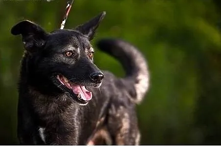 Cieszący się z kontaktu z człowiekiem Dron,  śląskie Gliwice
