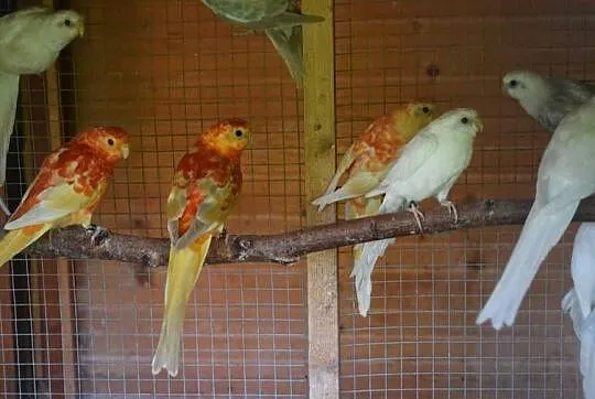 Świergotki seledynowe oranż, Dolnośląskie, Pęgów