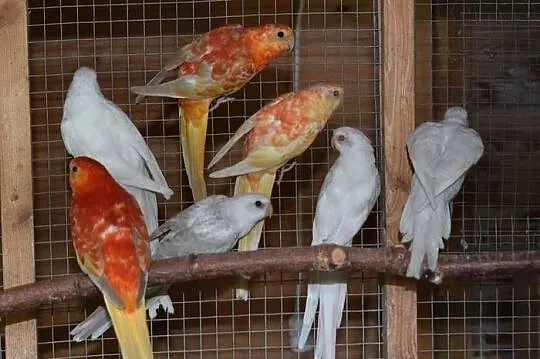 Świergotki seledynowe oranż, Dolnośląskie, Pęgów