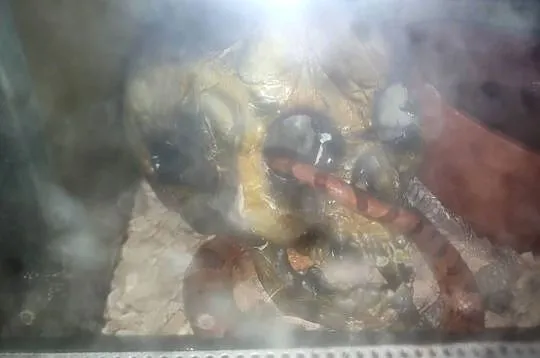 Wąż zbożowy pomarańczowy tanio