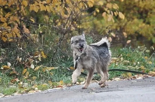 Młodziutka TINA sznaucerek czeka na dom