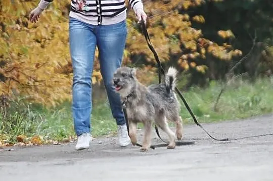 Młodziutka TINA sznaucerek czeka na dom