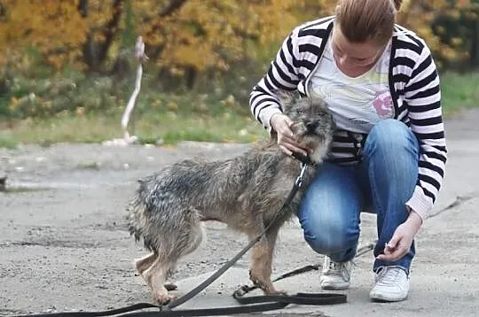 Młodziutka TINA sznaucerek czeka na dom