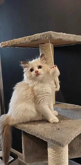 Ragdoll Wrocław, Dolnośląskie