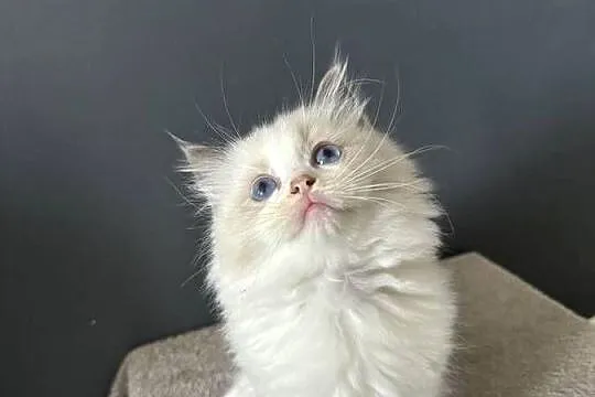 Ragdoll Wrocław, Dolnośląskie