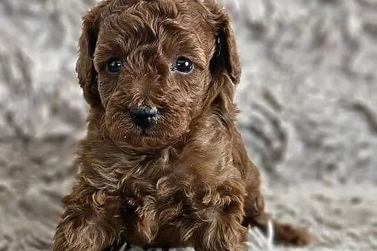 Pudelki toy/miniatura Red Brown, Wielkopolskie, Śrem