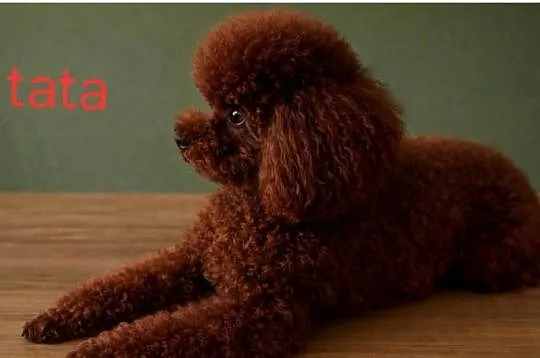 Pudelki toy/miniatura Red Brown, Wielkopolskie, Śrem