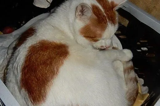 Górnik do adopcji!!!,  łódzkie Łódź