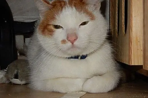 Górnik do adopcji!!!,  łódzkie Łódź