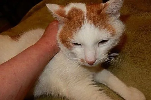 Górnik do adopcji!!!,  łódzkie Łódź