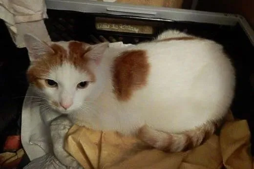 Górnik do adopcji!!!,  łódzkie Łódź