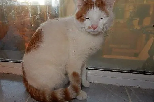 Górnik do adopcji!!!,  łódzkie Łódź