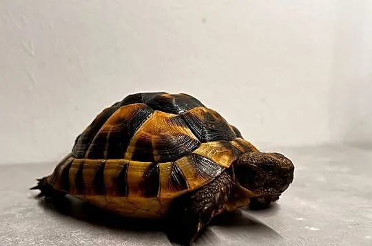 Żółw mauretański | żółw lądowy | możliwość transportu |