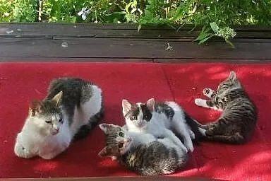 Bezdomna kocia mama i jej dzieci poroszą o POMOC! 