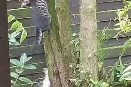 Bezdomna kocia mama i jej dzieci poroszą o POMOC! 