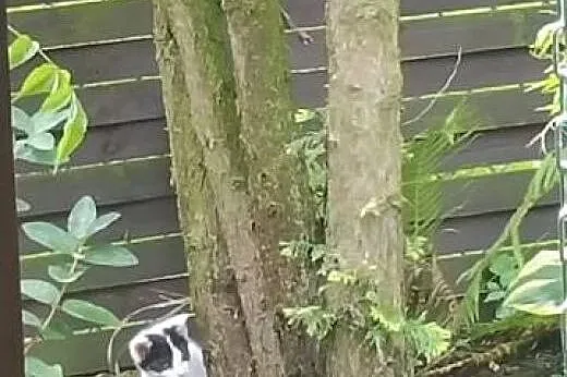 Bezdomna kocia mama i jej dzieci poroszą o POMOC! 