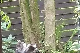 Bezdomna kocia mama i jej dzieci poroszą o POMOC! 