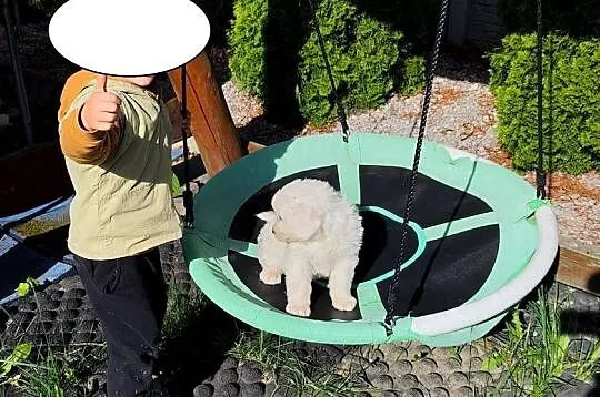 Polski owczarek podhalański Suczka hodowlana gotowa do odbioru dziś okazja, Świętokrzyskie, Bieliny