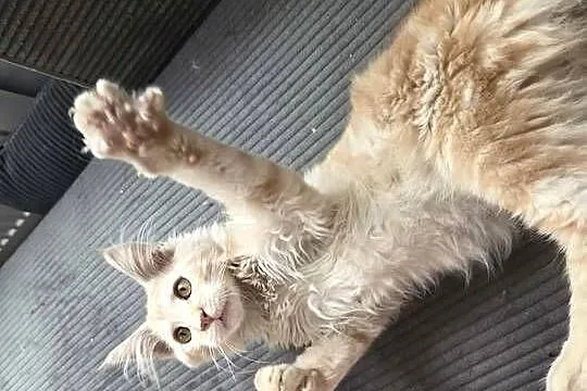 Gandalf Maine Coon