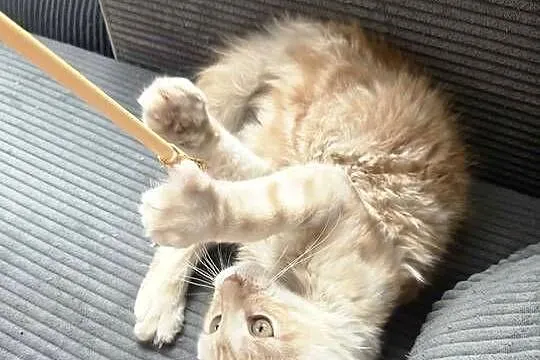 Gandalf Maine Coon, Pomorskie, Starogard Gdański