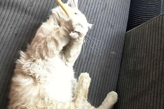 Gandalf Maine Coon, Pomorskie, Starogard Gdański