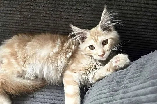 Gandalf Maine Coon, Pomorskie, Starogard Gdański