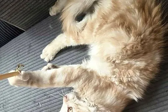 Gandalf Maine Coon, Pomorskie, Starogard Gdański
