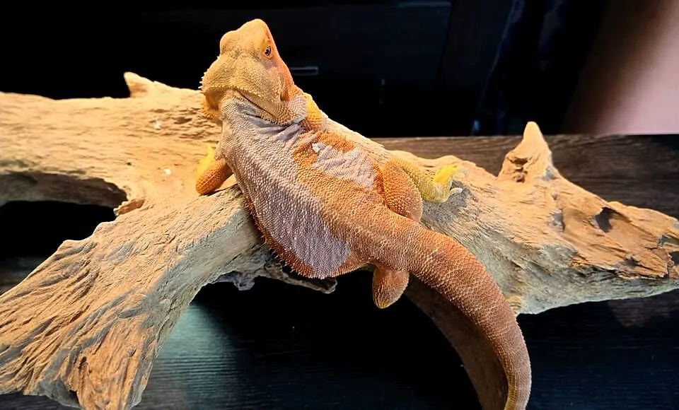 Agama brodata Orange Leatherback het trans Champion, Mazowieckie, Warszawa