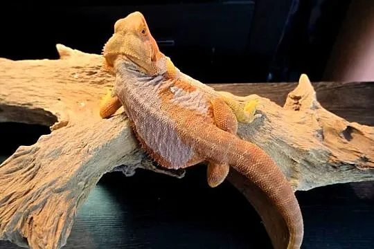 Agama brodata Orange Leatherback het trans Champion, Mazowieckie, Warszawa
