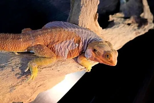 Agama brodata Orange Leatherback het trans Champion, Mazowieckie, Warszawa