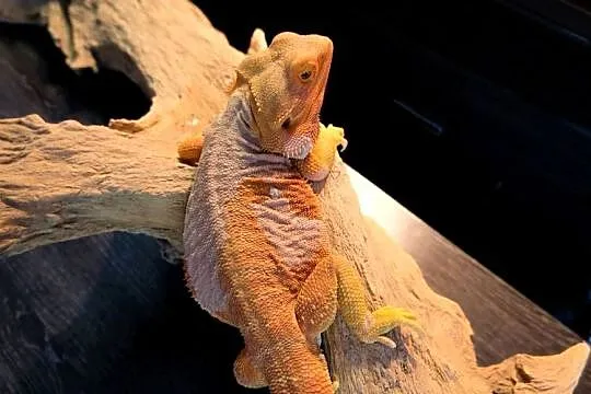 Agama brodata Orange Leatherback het trans Champion, Mazowieckie, Warszawa