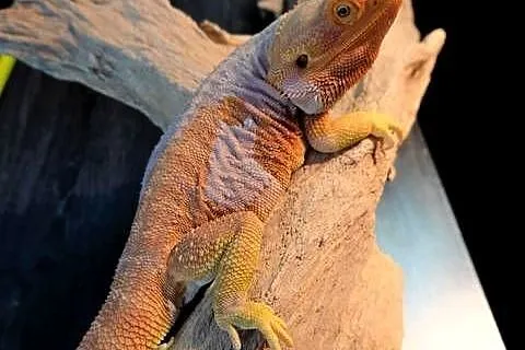 Agama brodata Orange Leatherback het trans Champion, Mazowieckie, Warszawa