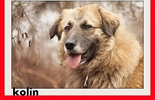 KOLIN,średni,szpic mix,łagodny,spokojny,grzeczny p