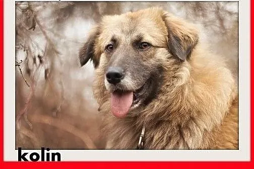 KOLIN,średni,szpic mix,łagodny,spokojny,grzeczny p