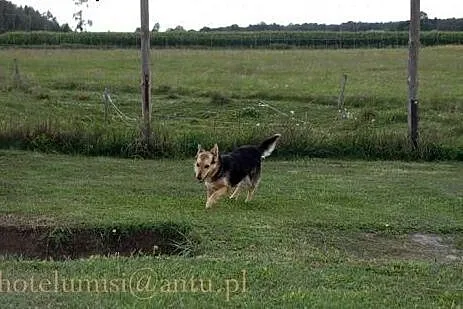Kubuś, sympatyczny psiak chce oddać Ci swoje serdu