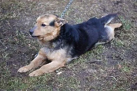 Kubuś, sympatyczny psiak chce oddać Ci swoje serdu